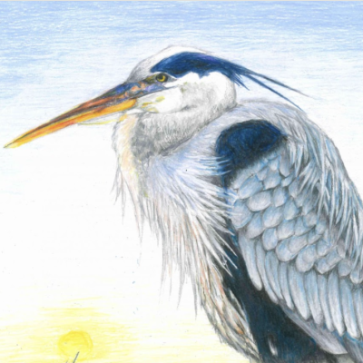 Color pencil drawing of a gray Heron in tall green grass with a yellow sunset and a shaded blue sky background