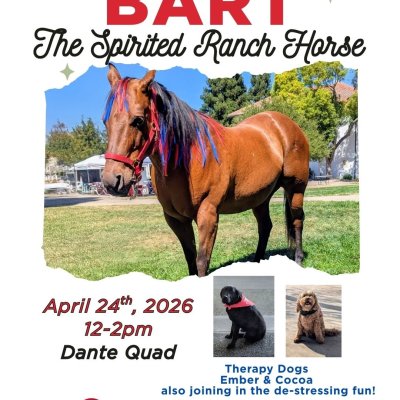 Bart, the working ranch horse