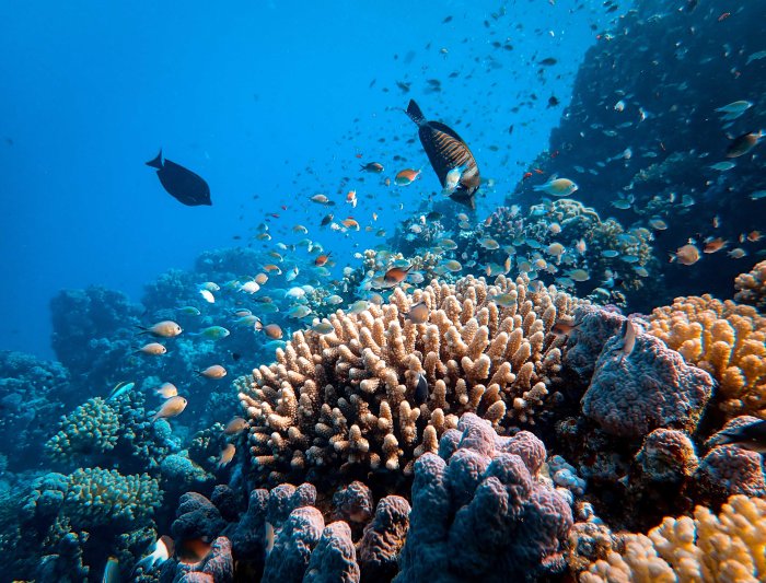 Fish swim near a coral reef