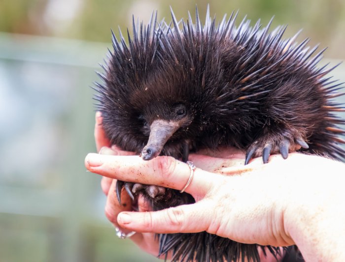 Porcupine