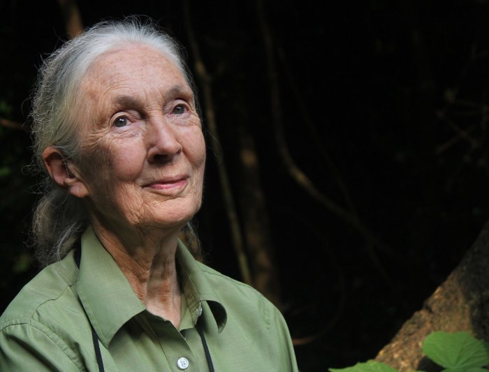 jane-goodall headshot