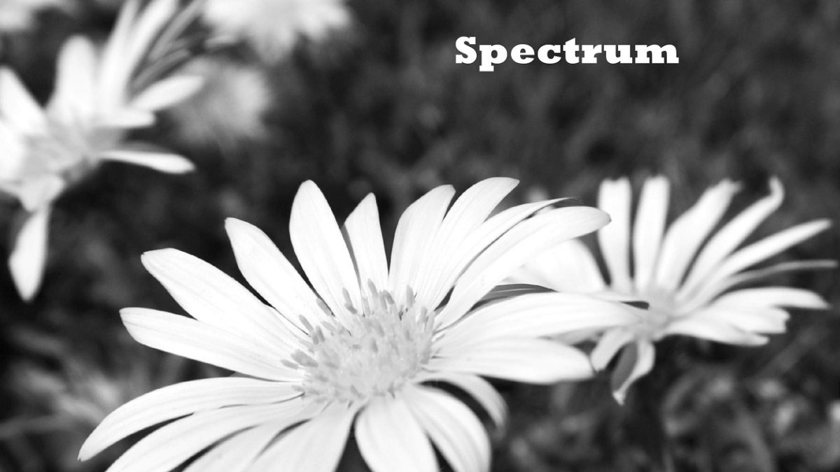 Flowers on the Spectrum cover