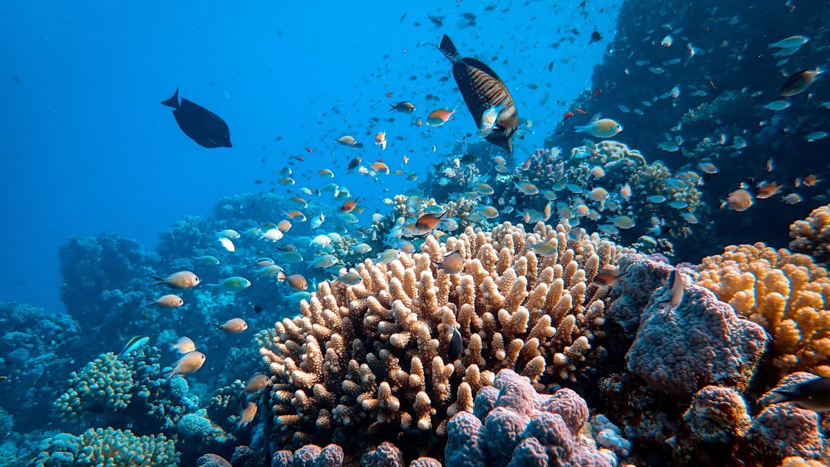 Fish swim near a coral reef