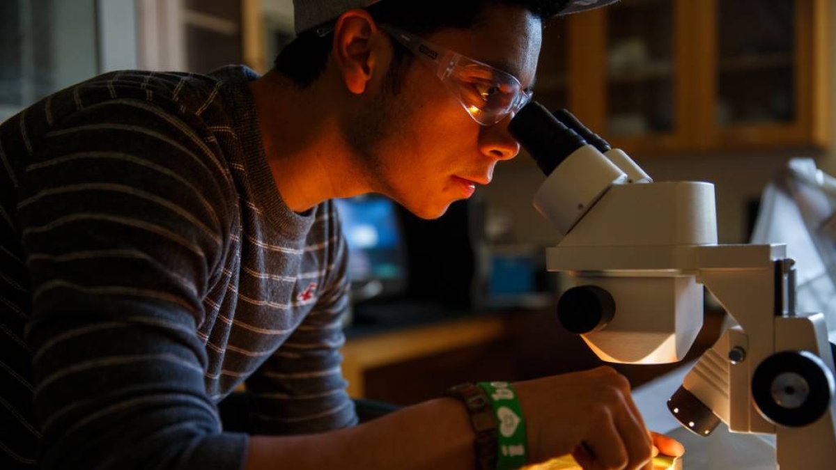 Student looking through a microscope