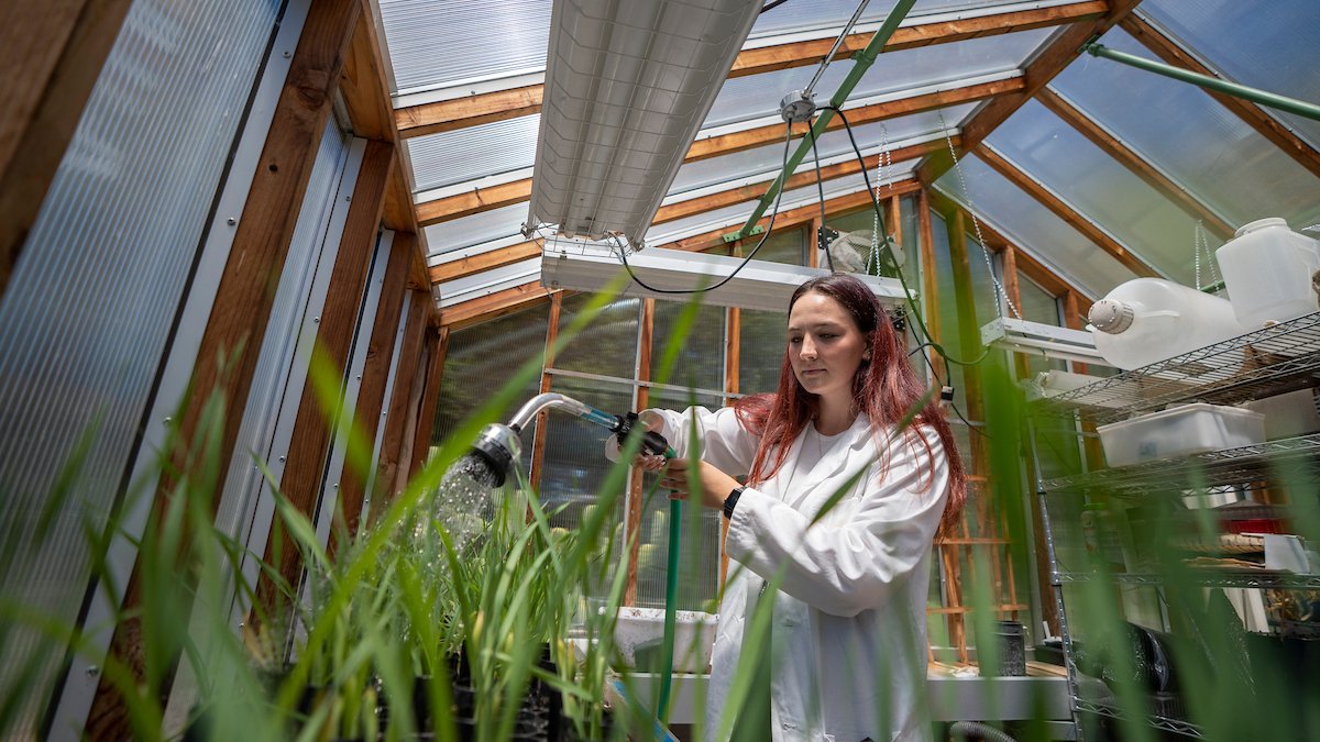 A student watering plants in a greenhouse