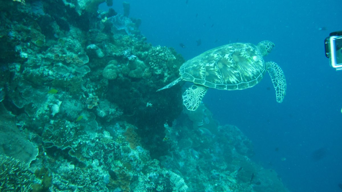 Turtle